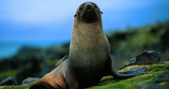 Researchers find fur seals have been around for at least 17 million years