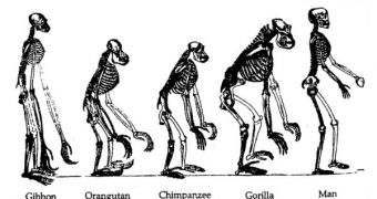An  illustration of the similarities between man and ape