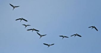 Future passenger aircraft could fly in geese formations to their destinations, thus saving fuel