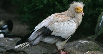 Egyptian Vulture at Artis Zoo, Amsterdam, Netherlands.