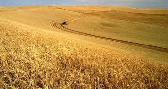 Wheat can withstand the harshness of space, and still create viable offspring