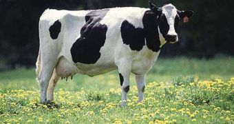 GM Dairy Cows of the Future Have No Horns
