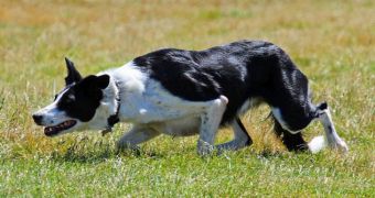 Researchers study sheepdogs, try to determine how they manage to control herds