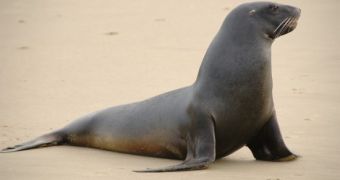 Human activity is causing sea lions in the Galapagos to lose weight, conservationists find