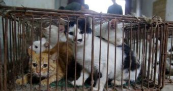 Police officers in China bust gang that killed, skinned cats