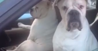 Four bulldogs look cool while they wait for their owner