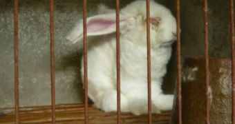 Gap and Zara now under fire for not halting angora fur production