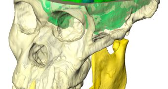 This model shows that brain of Australopithecus sediba