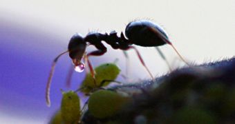 A gatherer ant harvests honeydew from aphid
