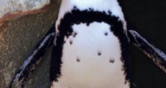 'Gay' Penguin Finds Soulmate