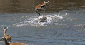 Gazelle jumps over crocodiles and escapes death