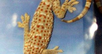 Geckos are very adept at climbing through difficult terrains using an intricate adhesive system