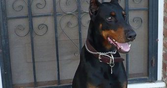 Dobermans are at high risk of developing OCD