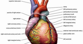 Gene Boosting Heart Disease Risk Found