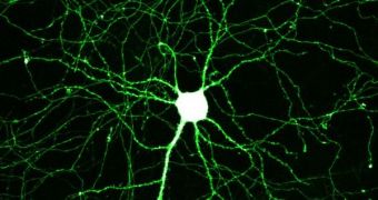 The gene GSK-3 plays a crucial role in keeping brain development balanced