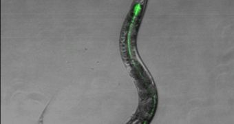 A nematode worm that has a bacterial infection (highlighted in green)
