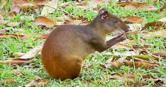 Rodents are found to help safeguard global forests