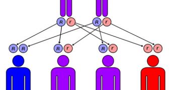 Meckel–Gruber Syndrome is inherited in an autosomal recessive pattern, meaning two copies of the gene in each cell are altered