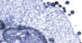 Image of the HERV-K retrovirus interacting with human cells