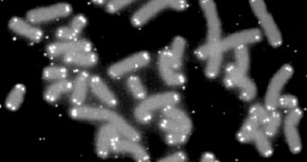 Telomeres, in white, exist on all chromosomes within all cells carrying genetic material