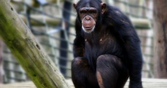Chimps have a different variant of the FOXP2 gene, which allows us to use articulated speech