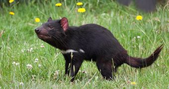 Tasmanian devils are affected by a severe form of face cancer, which may lead to their extinction