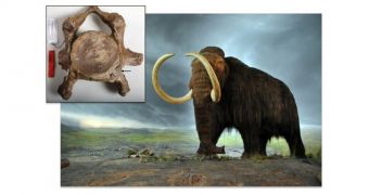 Inbreeding may have played a role in the extinction of mammoths, some 10,000 years ago