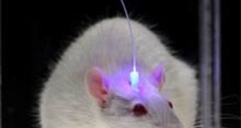 Genetic 'Light Switches' May Unlock the Brain