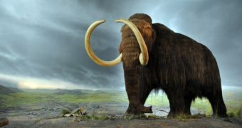Study identifies the genetic particularities of woolly mammoths