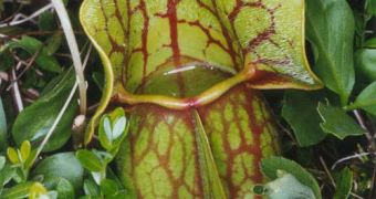 The pitcher plant mosquito develops entirely within the water-filled purple pitcher plant
