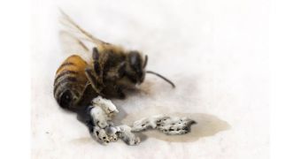 Bees can be made to produce concrete instead of honey