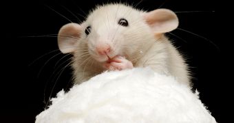 Genetically Engineered Mice Are Unable to Feel the Cold