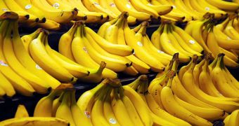 Cavendish bananas are the most popular types of bananas in the world