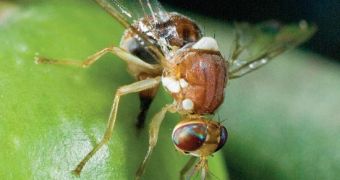 Researchers say GM insects have high chances to successfully replace chemical pesticides