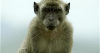 Image of a macaque monkey