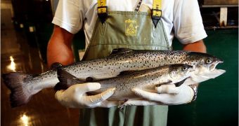 Genetically Modified Salmon Soon to Be Approved for Sale in the US