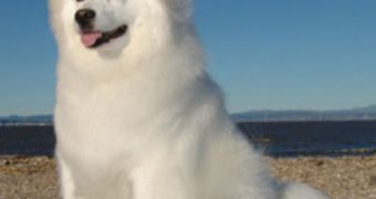A Samoyed from China can add and substract