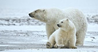 Polar bears diverged from the brown bear millennia ago, researchers say