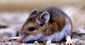The genomes of 17 mouse strains have just been sequenced by an international team of researchers