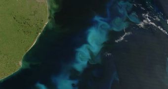 Promoting phytoplankton blooms, such as this one, could increase the rate at which oceans absorb carbon dioxide