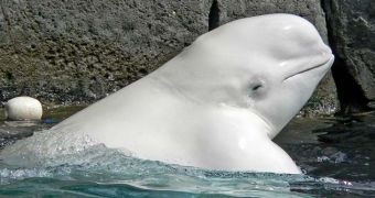 NOAA refuses to let the Georgia Aquarium import 18 beluga whales