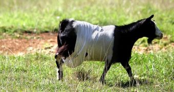 Goat wears a bra in Georgia