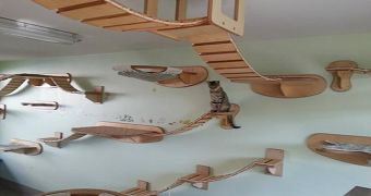 German Company Builds the Ultimate Indoor Cat Walkway