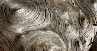 A snapshot of wood in its liquid state