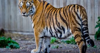 Germany agrees to get behind efforts to save tigers