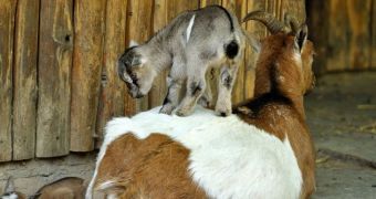 Zoo in Germany is now home to eleven hyperactive baby goats
