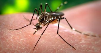 Aedes aegypti, known as the mosquito spreading the Dengue virus to humans