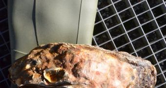 The 14-inch oyster was found off the coast of Denmark