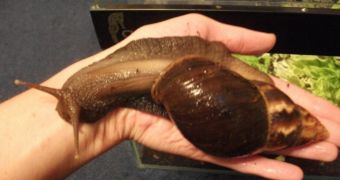 Authorities in Australia capture and destroy a giant African snail