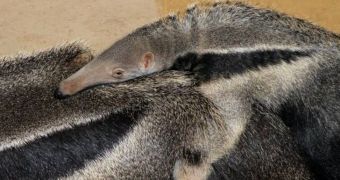 Baby anteater born at Zoo Boise last year, on December 8